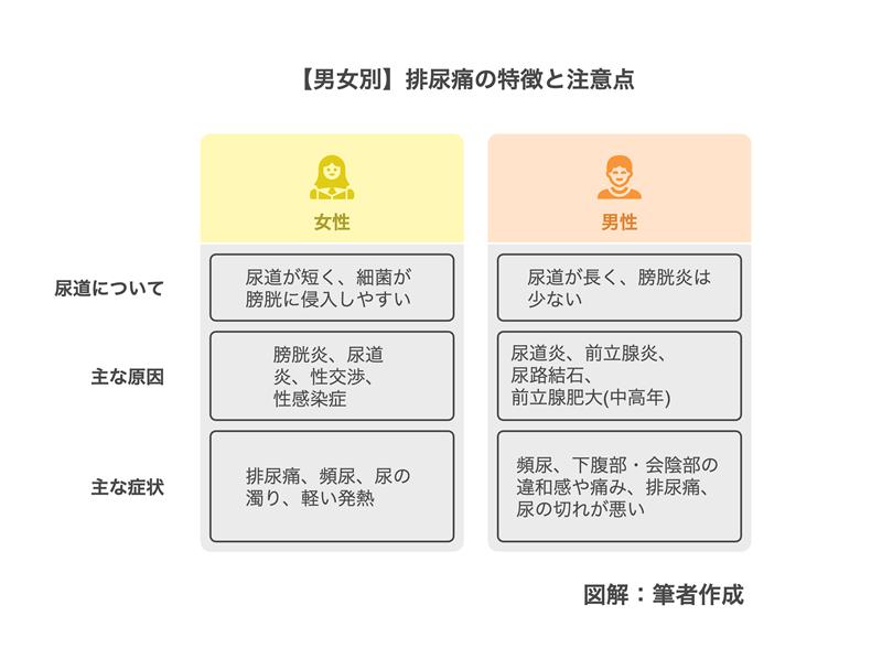 2.【男女別】排尿痛の特徴と注意点